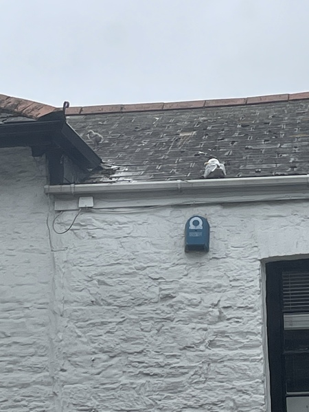 To see how quickly we can fill up this thread?