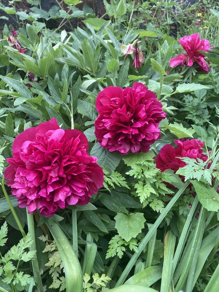 Week 8 - Leaving Lockdown Low Carb Bootcamp