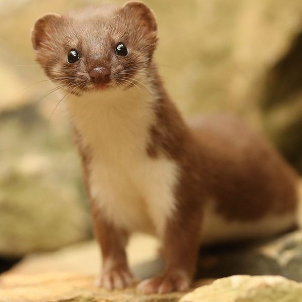 Polly and her Dollies continue to improve in every way