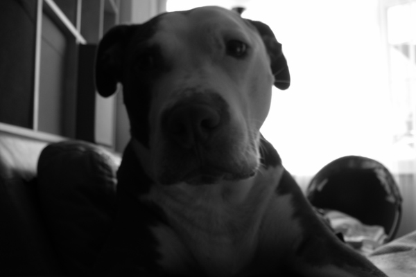 Aibu to get a big scary looking dog so i can walk without fear
