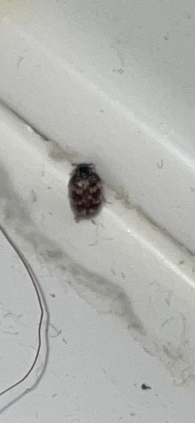 Please help identify this bug
