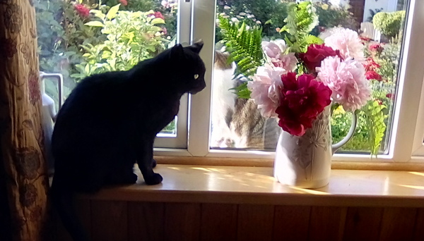 Name Suggestions for a black male kitten!