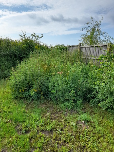 Wild flowers