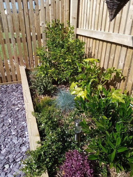 Planted mix of ericaceous and non ericaceous plants - help? New build!