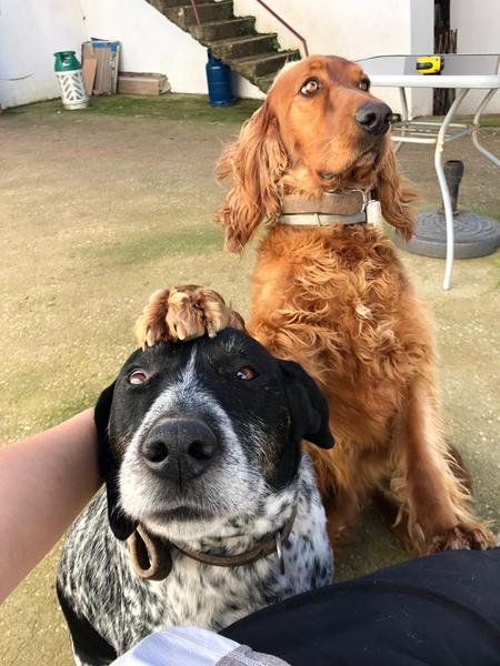 Please show me your dogs...old and young!