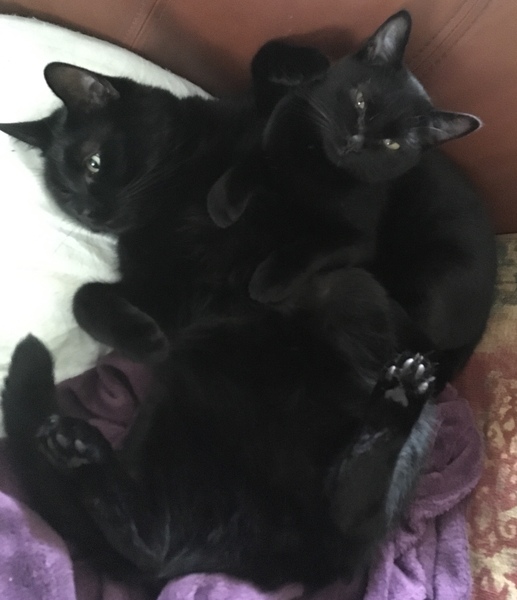 To get another cat or not to her another cat…that is the question