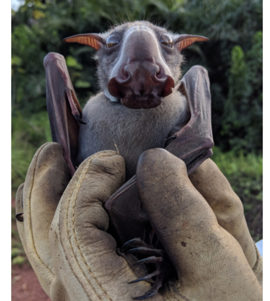 Animals that are...creepy...