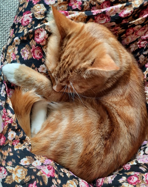 "I can't go out because I have a kitten" aibu?