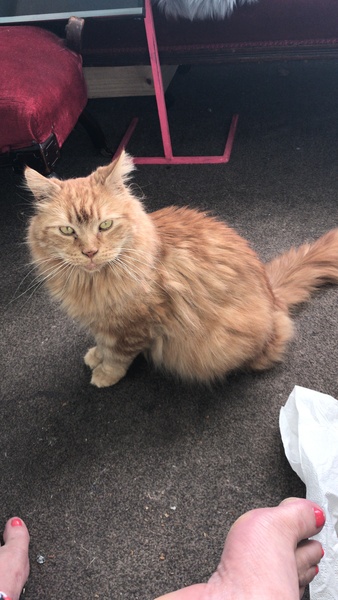 Chez Ollie - All welcome especially Not My Cats. General Cat chat thread