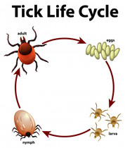 Fucking ticks
