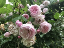 Rose ID