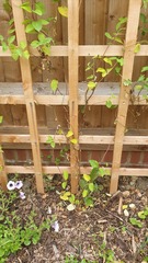 Okay, why is my honeysuckle dying?