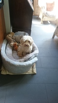 Labradoodle or cockerpoo?