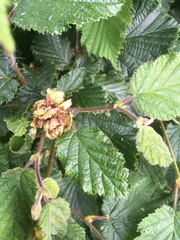Any help as to what this bush is please