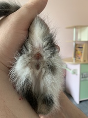 Help sex our kittens please!