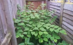 Is this Japanese Knotweed?