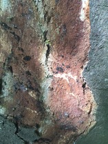 Is this tree next to my house dying?