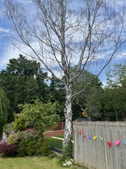 Is my tree dead??