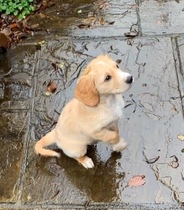 Is there a breed I'm missing?