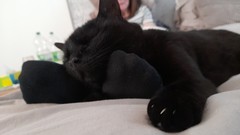 My cat isn't normal...