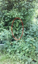 Another plant ID please