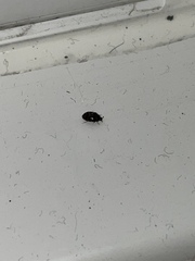 Please help identify this bug