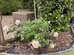 Do my roses need supporting?