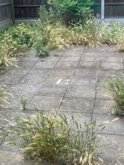 Someone has painted a smiley face in my garden