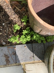 Two plant IDs, probably weeds