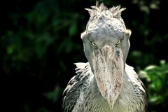 Animals that are...creepy...