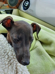 New Whippet
