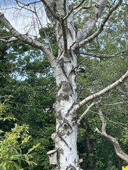Is my tree dead??