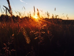 Nature appreciation thread