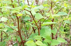 Is this Japanese Knotweed?