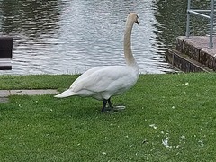 ADs shelter in The Sleeping Swans and have a group hug