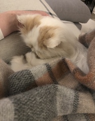 Very elderly cat - how do you make 'that' decision