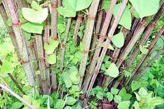Is this Japanese Knotweed?