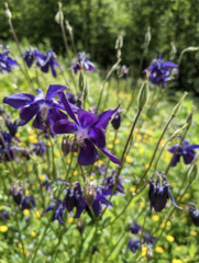 Wild flowers