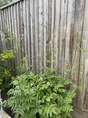 Plant ID pretty please 🙏