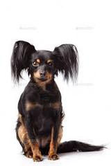 Doberman x chihuahua