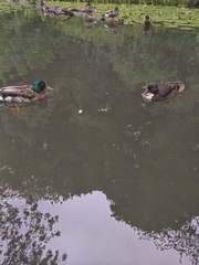 Nature appreciation thread
