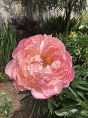 Show us your peonies!