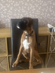 Show me your puppies