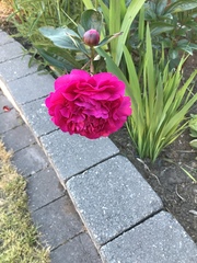 Show us your peonies!