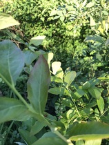 Blueberry bush questions