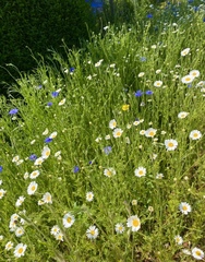 Wild flowers