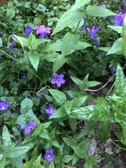 Plant ID help please - wildflower/self seeded