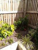 Planted mix of ericaceous and non ericaceous plants - help? New build!