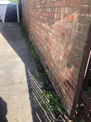 Help! Plants for side of narrow driveway