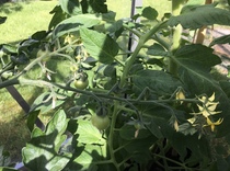 Allotment/Veg Patch Thread 16  Weather weirdness prevails !
